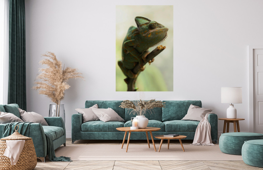 Chameleon