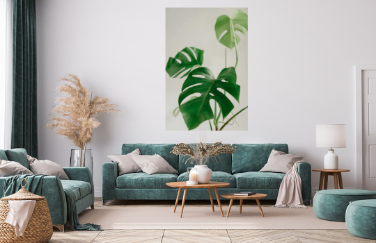 Monstera deliciosa